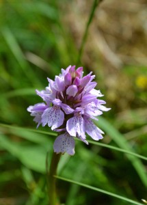 Wildflower